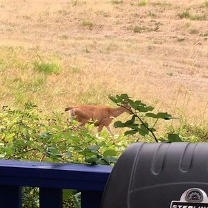 Meet your Posher, Carolyn